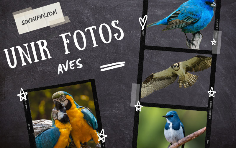 UNIR FOTOS con AVES